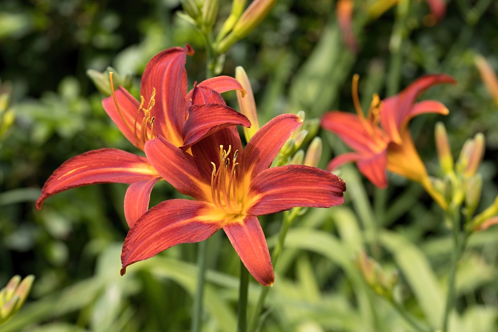 bloemen bloem hdr natuur flora roos rozen tulp tulpen orchidee orchideeen zonnebloem geranium cannabis marihuana wiet hennep sativa indica